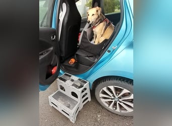 ♥MABLE♥ verliert ihr Zuhause bei Münster - hübsche, ganz liebe, anhängliche Hündin 40 cm