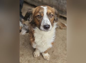 ♥TODDY♥ neu auf Pflegestelle bei Köln- verschmustes, ganz zutrauliches, goldiges Kerlchen 32 cm