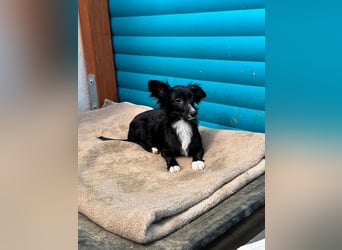 ♥TABU♥ auf Pflegestelle bei Köln - süßer, fröhlicher, verspielter Herzensbrecher 29 cm