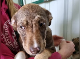 ♥CAPPUCCINO♥ süßer Welpe, der Offenheit, Freundlichkeit und ganz viel Lebensfreude mitbringt 39cm