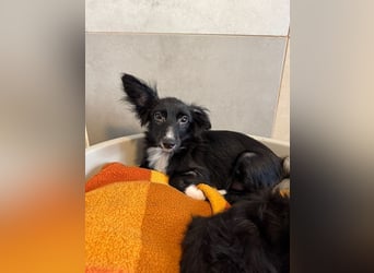 ♥TABU♥ auf Pflegestelle bei Köln - süßer, fröhlicher, verspielter Herzensbrecher 29 cm