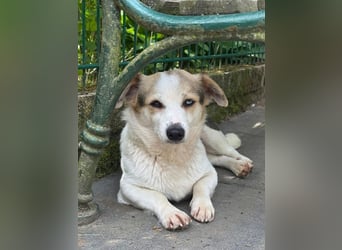 ♥TARA♥ neu auf Pflegest bei Köln-zarte,anfangs noch vorsichtige Hündin, die immer mehr aufblüht 30cm