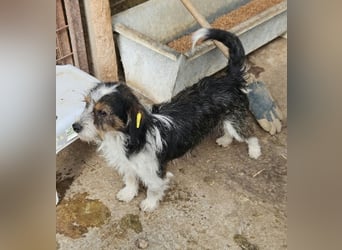 ♥BALU♥ ab Anfang Nov auf Pflegestelle bei Köln - zuckersüßer, verschmuster kleiner Rüde 30 cm
