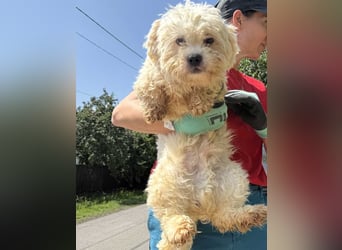 ⭐️BOB⭐️, kleiner Wuschel, Rüde, 1,5 Jahre, 30 cm, Pudel-Mischling, Tierschutz Rumänien