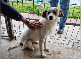 ♥BANANA♥ neu auf Pflegestelle bei Duisburg - süße, zarte, kleine, besonders sanfte Seele 40cm