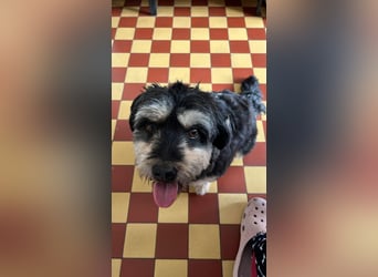 MINNIE, kleiner Frechdachs, 2 Jahre, 35 cm, Pflegestelle Düsseldorf, Tierschutz Rumänien