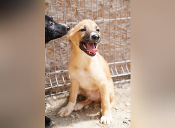 ⭐️THILO⭐️, süßer Welpenjunge, 3 Monate, 30 cm, Mischling, Tierschutz Rumänien