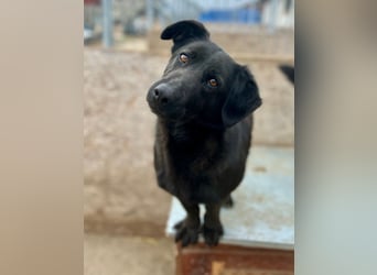 ⭐️MARIUCA⭐️, witzige, kleine Hündin, 3,5 Jahre, 37 cm, Mischling, Tierschutz Rumänien