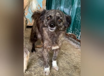 ♥SMOKEY♥ ab 31. Jul auf Pflegestelle bei Köln -süßer, zarter, menschenbezogener kleiner Rüde 35-40cm