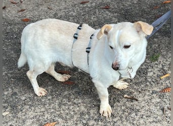 ♥MAMBO♥ auf Pflegestelle in Köln - verschmuster, anhänglicher kleiner Rüde 33 cm