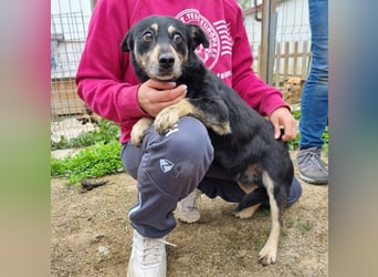 ♥LAURIN♥ süßer, noch zurückhaltender kleiner Rüde, der im Tierheim völlig überfordert ist 35 cm