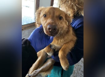 ♥MANOLO♥ ab 15. Aug auf Pflegestelle bei Köln - süßer, knuffiger, ganz lieber kleiner Kerl 40cm