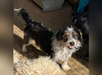 ♥BALU♥ ab Anfang Nov auf Pflegestelle bei Köln - zuckersüßer, verschmuster kleiner Rüde 30 cm