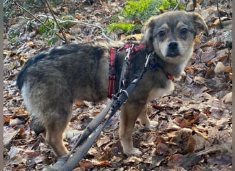 ♥HEDWIG♥ auf Pflegestelle bei Duisburg - süßes, verspieltes Welpenmädchen 33cm (wachsend)