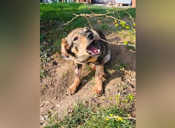 ♥HEIDI♥ neu auf Pflegestelle bei Köln - süße Welpin, die im Moment aufgepäppelt wird 32cm (wachsend)