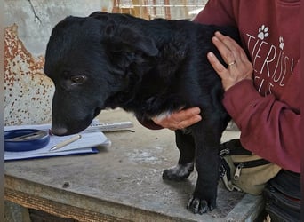 ♥BLACKJACK♥ wunderschöner, neugieriger, verschmuster und verspielter Junior mit lockigem Fell 32cm