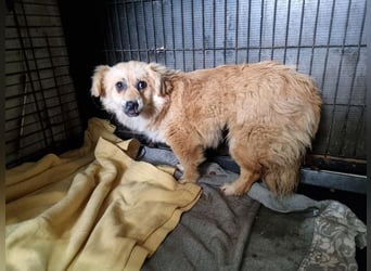 ♥LILO♥ niedliche, zarte kleine Junghündin, die in einer Quarantänebox untergebracht ist 28 cm