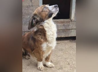 ♥TODDY♥ ab 24.Okt auf Pflegestelle bei Köln- verschmustes, ganz zutrauliches, goldiges Kerlchen 35cm