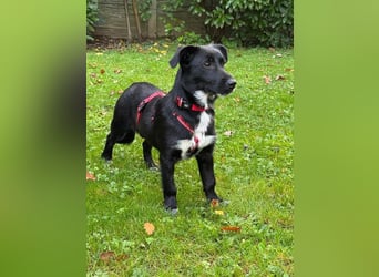 ♥PÜPPI♥ auf Pflegestelle bei Duisburg - verspielte, ganz liebe, sanfte Schönheit 32cm (wachsend)