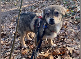 ♥HEDWIG♥ auf Pflegestelle bei Duisburg - süßes, verspieltes Welpenmädchen 33cm (wachsend)