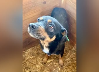 ♥OLIVER♥ süßer, zarter, lieber kleiner Rüde, der mit seinem kurzen Fell im Tierheim friert 40 cm