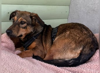 ♥MAYA♥ neu auf Pflegestelle bei Köln - süße, ganz liebe, noch unsichere kleine Junghündin 35 cm