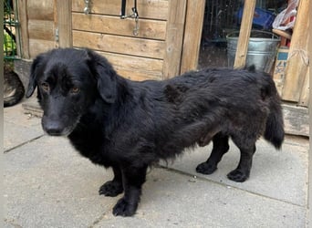 ♥MICHEL♥ neu auf Pflegestelle bei Aachen -süßer, ruhiger und unkomplizierter kleiner Rüde 36 cm