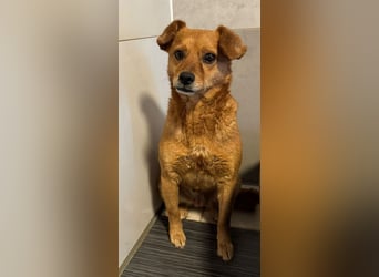 ♥MARILOU♥ auf Pflegestelle bei Köln - absolut menschenbezogene und verschmuste Hündin 40cm