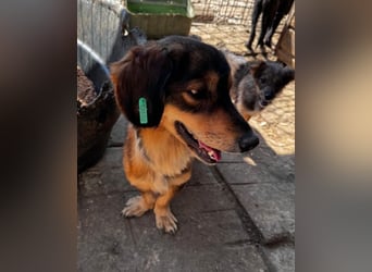 NOTFALL ♥POLLY♥ neu auf Pflegestelle bei Köln - ganz liebe, viel zu dünne kleine Junghündin 30cm