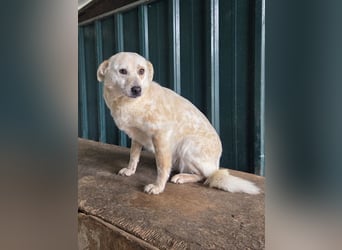 ♥PALOMA♥ neu auf Pflegestelle bei Duisburg - sanfte, ganz liebe, sensible, wunderschöne Hündin 40cm