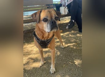 ⭐️Chicko⭐️, fitter Mops-Mix-Senior, 11 Jahre, 35 cm, bald auf PS in Eitorf, Tierschutz