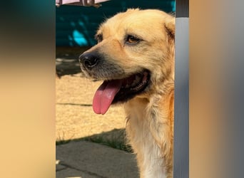♥BARLEY♥ neu auf Pflegestelle bei Köln - wunderschöner, noch etwas unsicherer Junghund 40cm