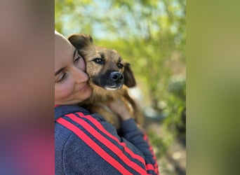 ♥MELLY♥ ab 9. Oktober auf Pflegestelle bei Köln - süße, ganz zutrauliche Hündin 38cm