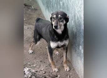⭐️ONYA⭐️, liebe Hundeseele, Hündin, 3,5 Jahre, 40 cm, Mischling, Tierschutz Rumänien