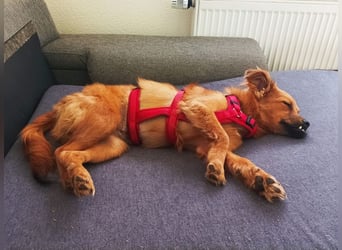 ♥EMMA♥ auf Pflegestelle bei Aachen - tolle kleine Juniorin mit dem süßen Unterbiss 31 cm (wachsend)