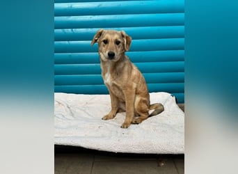 ♥DENNIS♥ auf Pflegestelle bei Köln -süßer, zutraulicher, verspielter kleiner Welpenjunge 39cm