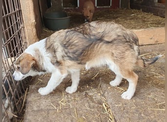 ♥OLLI♥ niedlicher tricolor-Junghund,der uns mit seiner angenehmen und ruhigen Art sehr berührt 36 cm