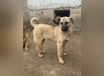 ⭐️PHILLIS⭐️, aufgeweckte Hündin, 10 Monate, 39 cm, Mischling, Tierschutz Rumänien
