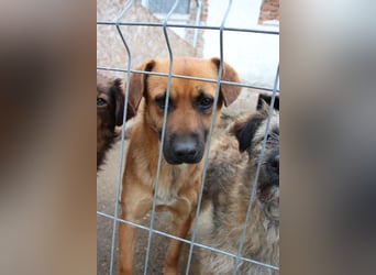 OLLI, lustiges Kerlchen, 1,5 Jahre, 36 cm, Mischling, Pflegestelle Köln, Tierschutz Rumänien