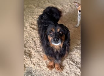 ♥FLIP♥ ab 31. Juli auf Pflegestelle bei Köln - zuckersüßer, aufgeschlossener kleiner Rüde 30-35cm