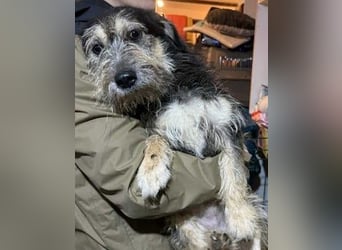 ⭐️JAROD⭐️, herzensguter Hundejunge, 2,5 Jahre, 36 cm, Mischling, Tierschutz