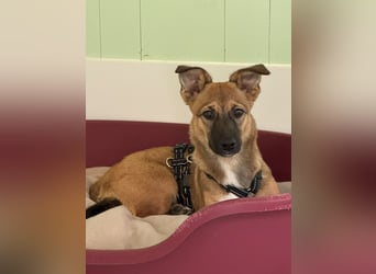 ♥INA♥ auf Pflegestelle bei Köln - süße, ganz liebe, anfangs noch unsichere Junghündin 32cm