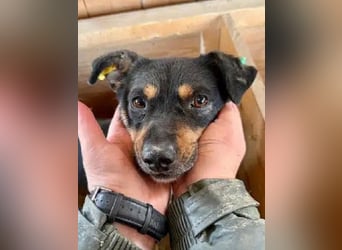 ♥OLIVER♥ süßer, zarter, lieber kleiner Rüde, der mit seinem kurzen Fell im Tierheim friert 40 cm