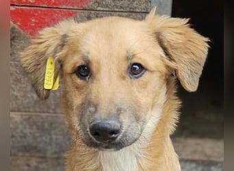 ♥FABIOLA♥ ab 24.Okt auf Pflegestelle bei Köln -bezaubernde, aufgeschlossene Juniorin 40cm (wachsend)
