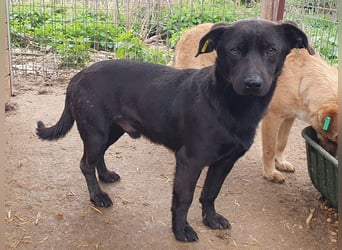 ♥THEO♥ hübscher, ganz lieber kleiner Rüde, der lieber helle Fellfarbe hätte 38 cm