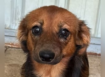 ♥PINKY♥ ab 4. Sep auf Pflegestelle bei Köln-süßes, superliebes Hundemädchen ca 35 cm (kleinbleibend)