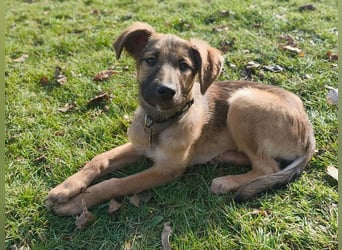 ♥TERESA♥ neu auf Pflegestelle bei Köln - zuckersüße, verspielte Welpin 38cm (wachsend)