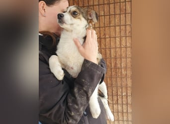 ♥OLLI♥ niedlicher tricolor-Junghund,der uns mit seiner angenehmen und ruhigen Art sehr berührt 36 cm