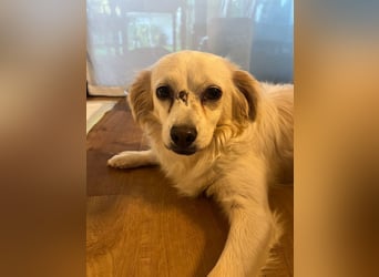 ♥BIENE♥ am 11.Okt bei "Tiere suchen ein Zuhause"- zuckersüße, so liebe, menschenbezogene Hündin 30cm