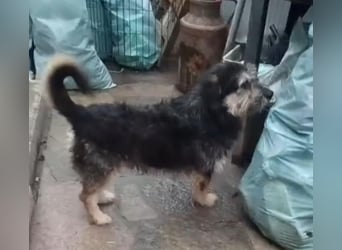 ⭐️JAROD⭐️, herzensguter Hundejunge, 2,5 Jahre, 36 cm, Mischling, Tierschutz